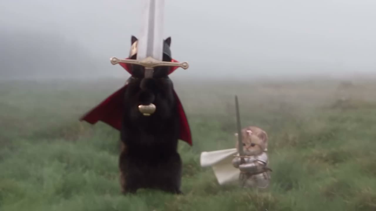 What Is the Knight Cat Trend? Armored Pet Video Explained