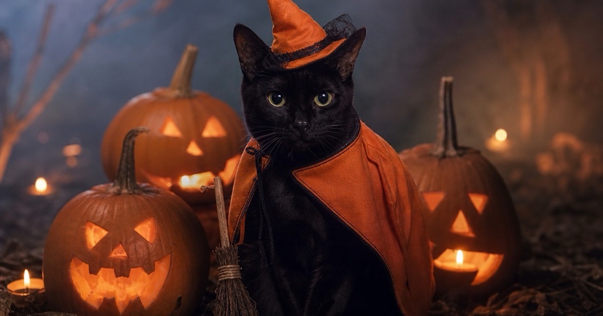 Cat Halloween Costume Ideas for 2026 (No Costume Needed)